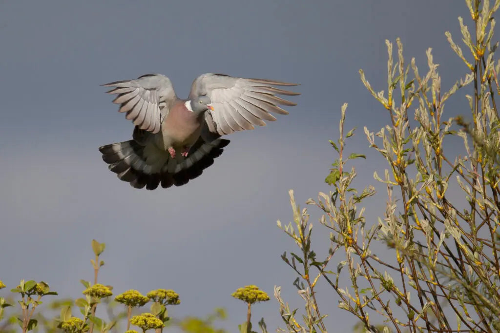 pigeon en plein vol qui arrive sur un arbre chasse