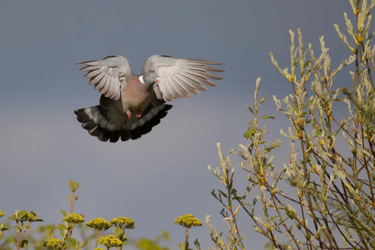 pigeon en plein vol qui arrive sur un arbre chasse