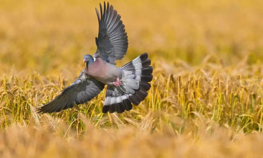 Pigeon lors d'une chasse de gibiers migrateurs