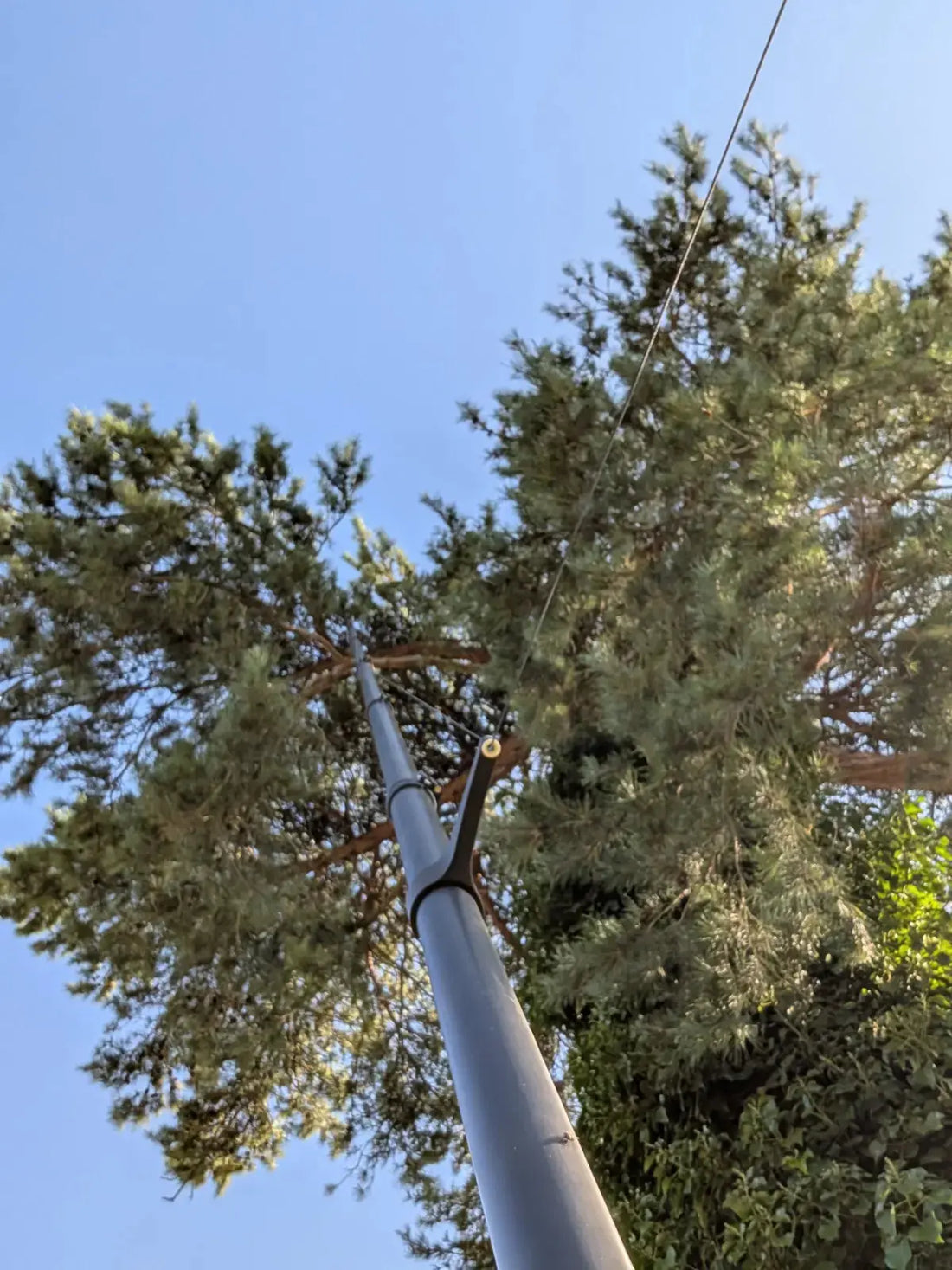 mât carbone dans la chasse du pigeon ramier