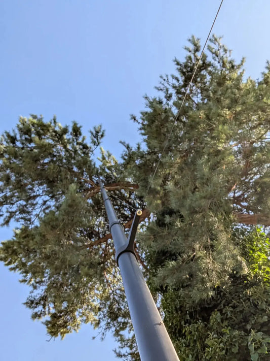 mât carbone dans la chasse du pigeon ramier
