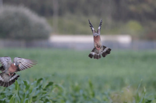 Carbone ou fibre de verre : quelles différences pour la chasse aux migrateurs ?