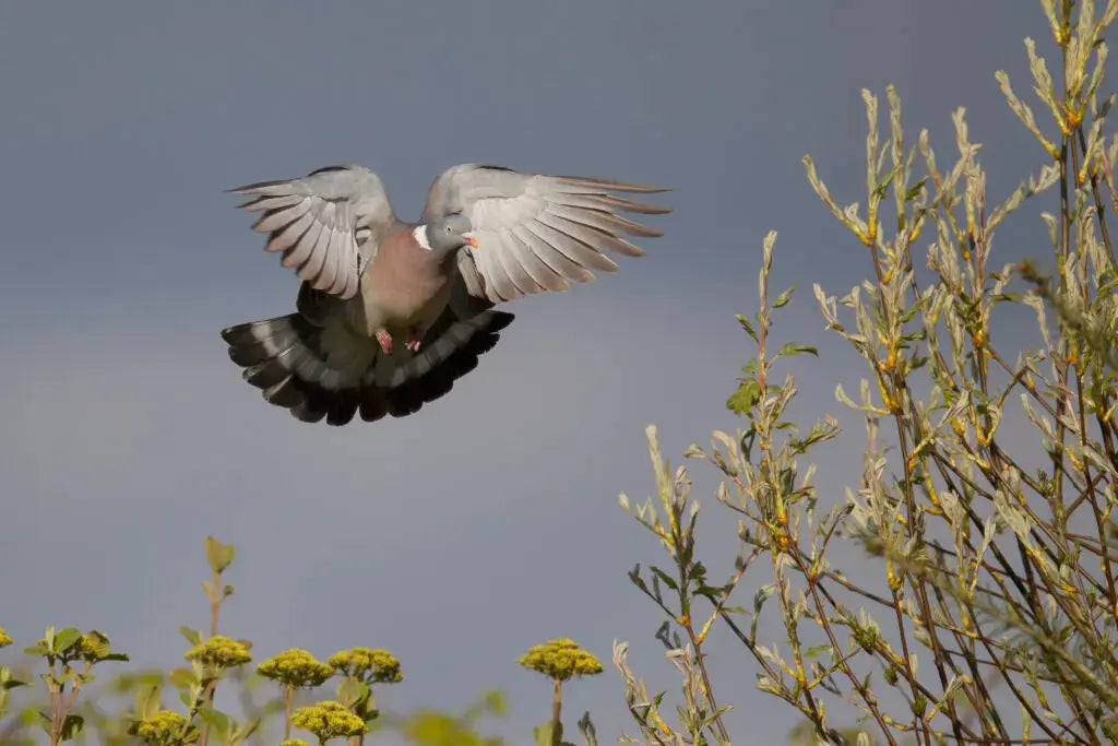 Attaches - LV Migration - Votre magasin pour la chasse du gibier migrateurs
