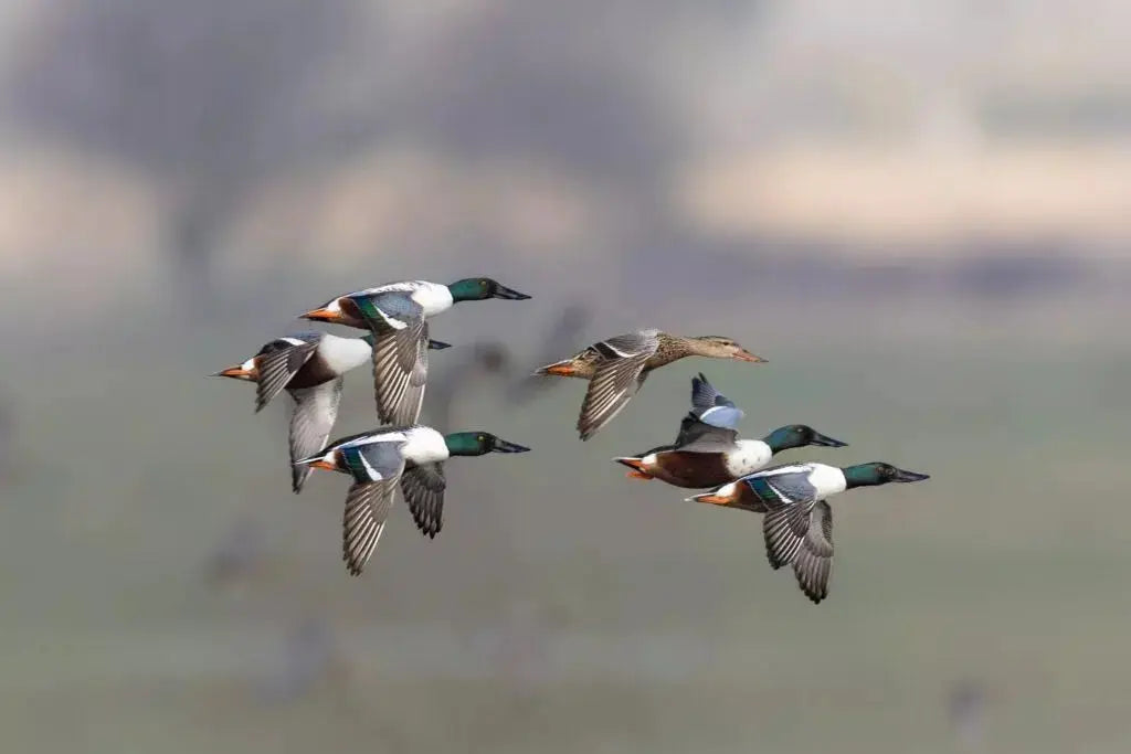 Les promotions du moment - LV Migration - Votre magasin pour la chasse du gibier migrateurs