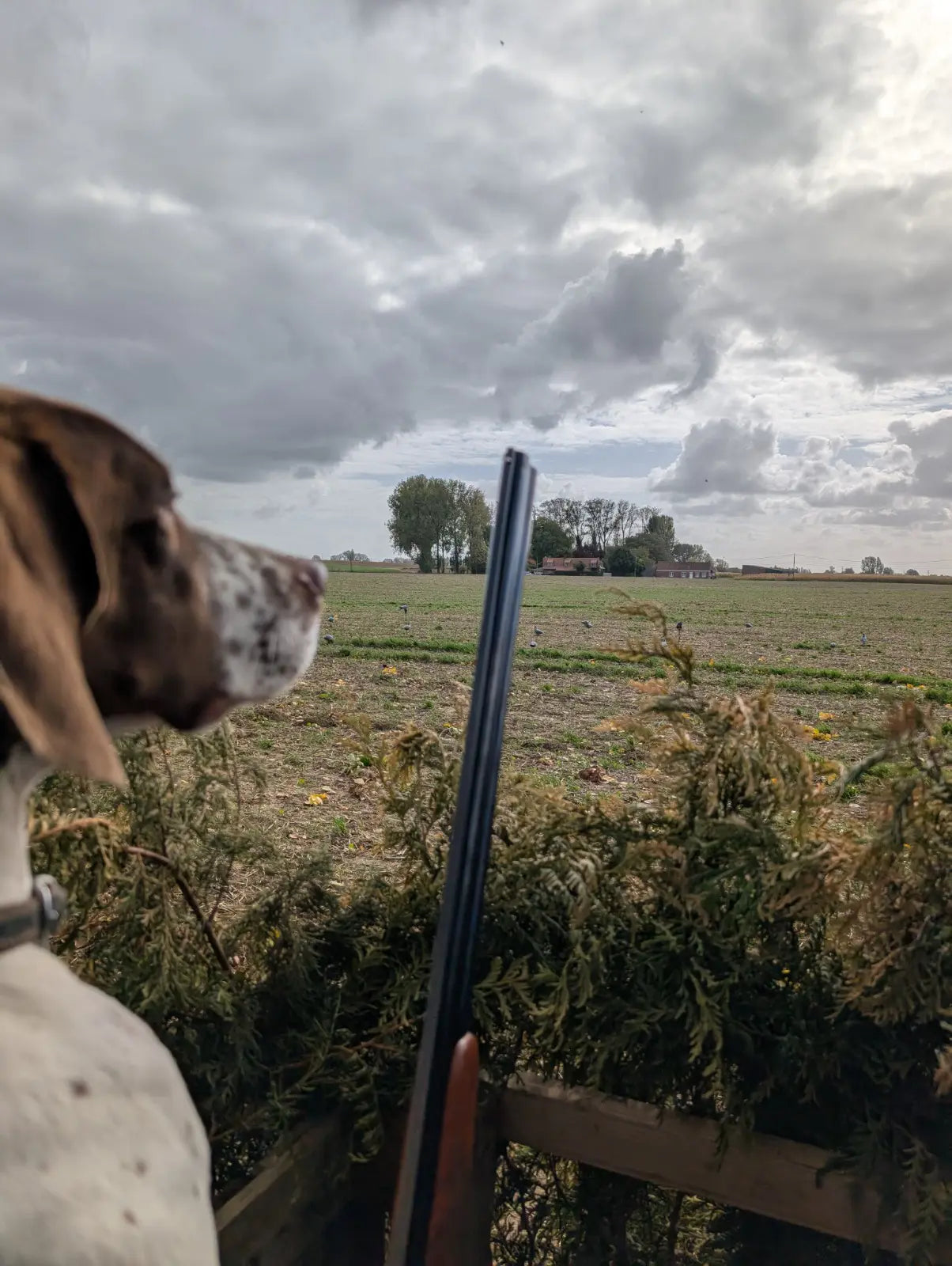 Chien d’arrêt en pleine action dans un champ pendant une chasse au pigeon ramier