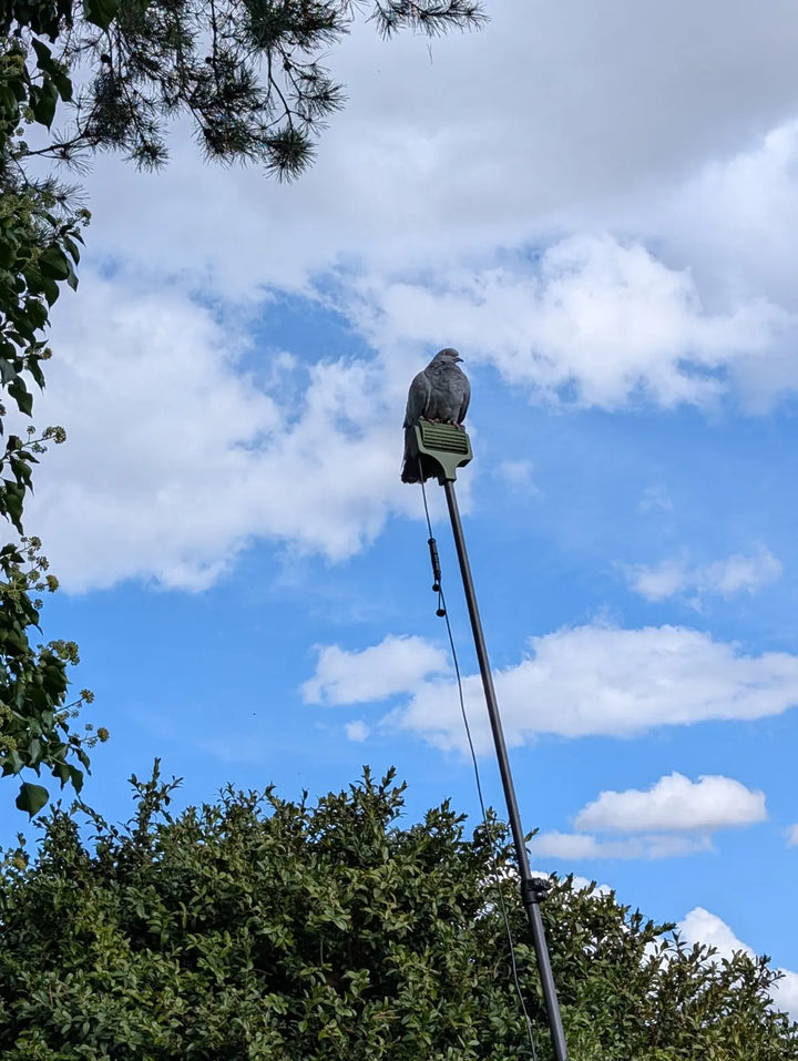 Mât carbone LV Migration installé sur un poste de chasse au pigeon ramier