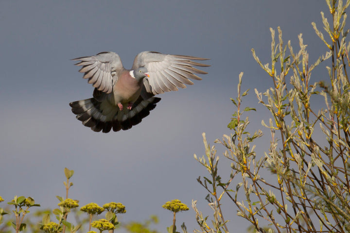 Palombes en vol au-dessus d’un champ lors d’une matinée de chasse