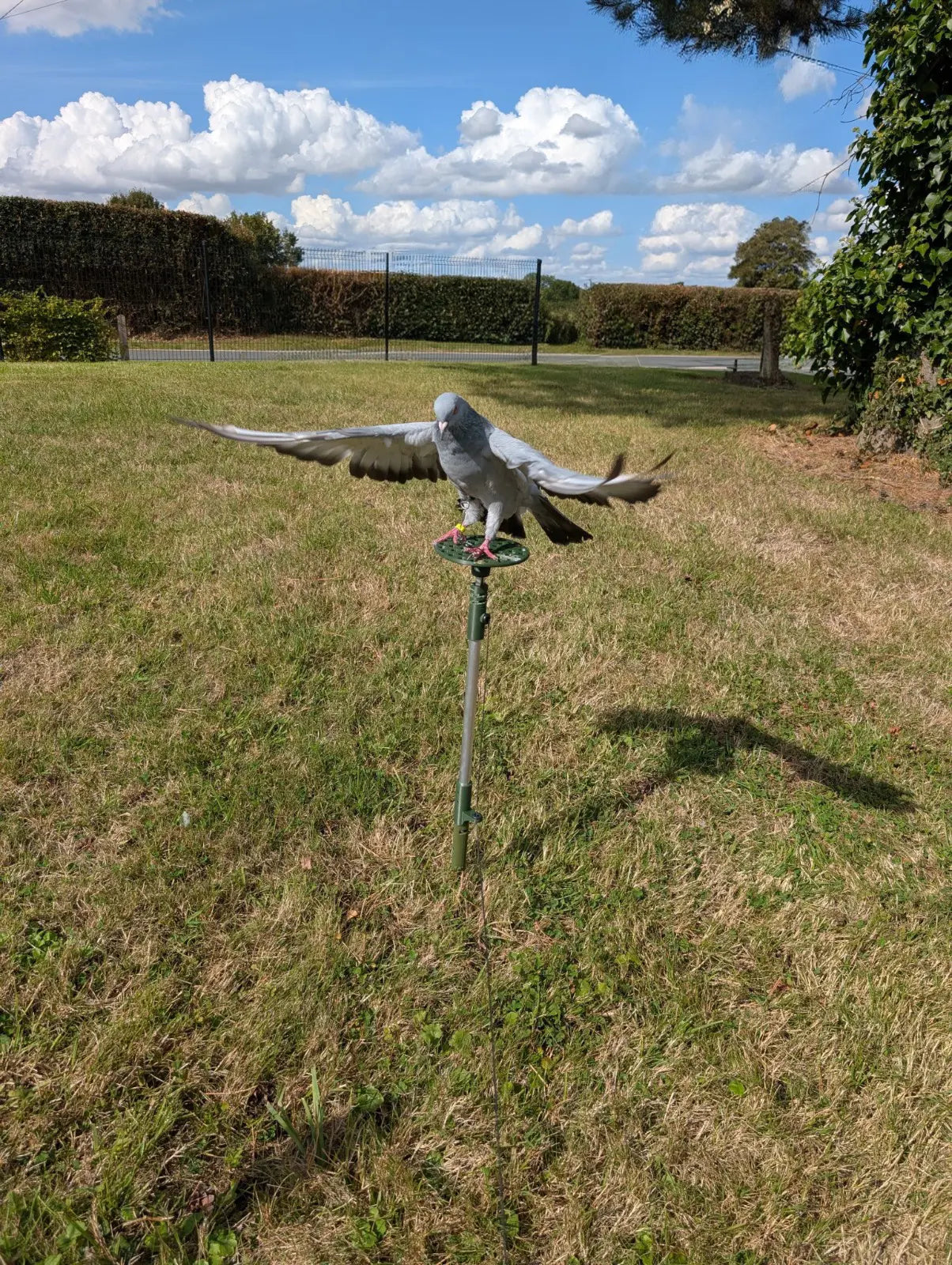 Détail du système de haubanage d’un mât carbone LV Migration