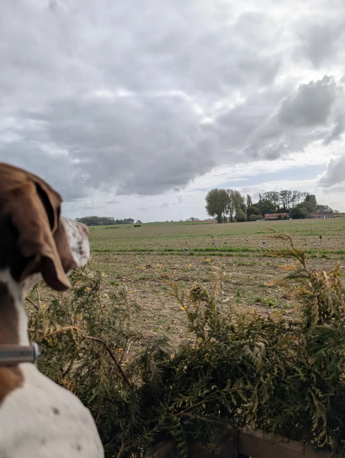 Chien de chasse attentif au poste, observant les palombes en vol