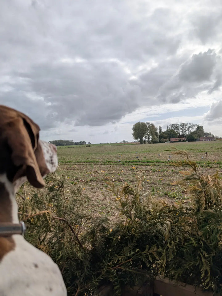 Chien de chasse attentif au poste, observant les palombes en vol